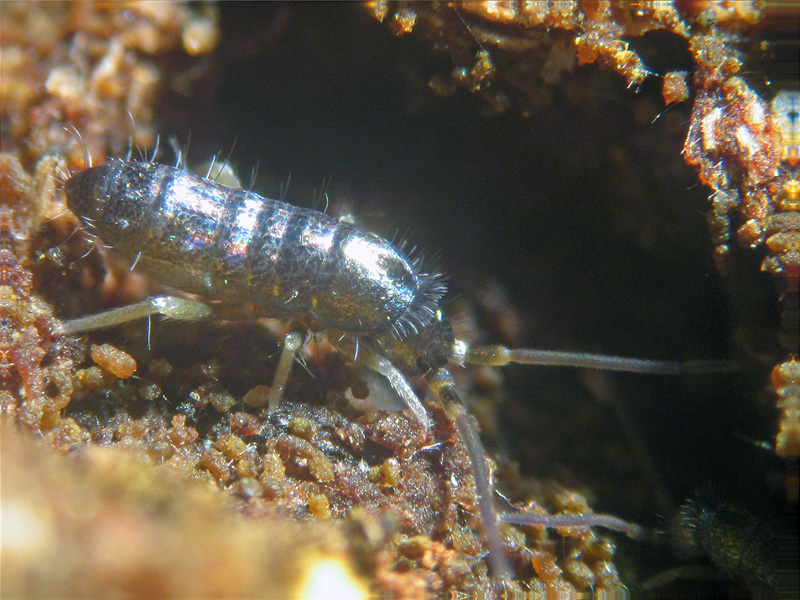 Collembolo Artropleono